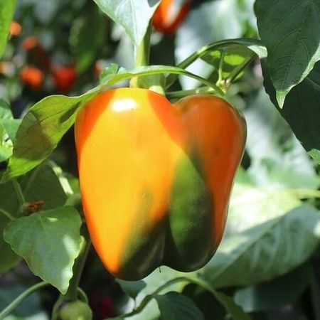Frische Paprika in unserer Gärtnerei