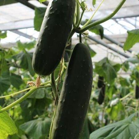 Frische Zucchini in unserer Gärtnerei