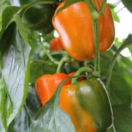Frische Paprika in unserer Gärtnerei