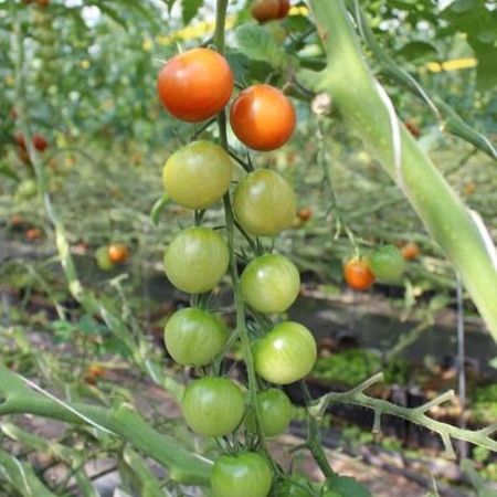 Frische Tomaten in unserer Gärtnerei