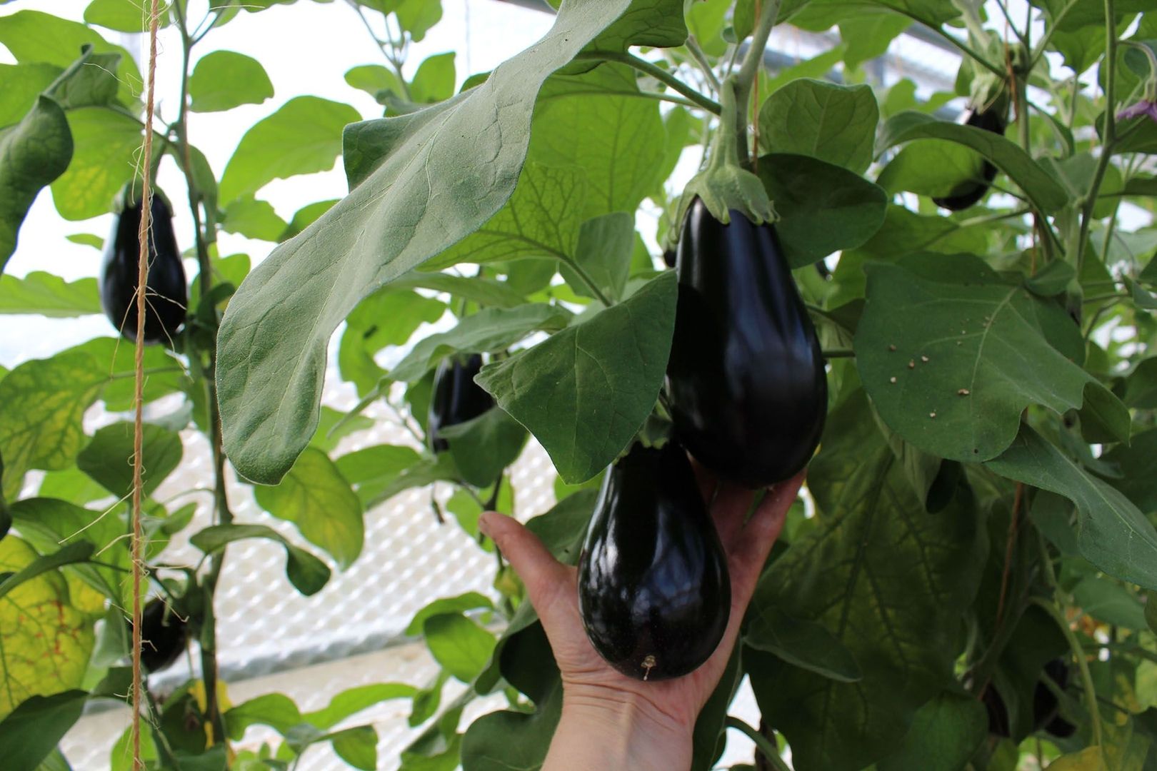 Hände, die zwei Auberginen halten